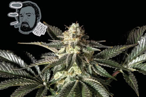 Jack Herer Fast, quicker flowering version of the classic original marijuana strain