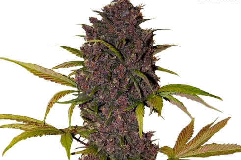 LSD-25 Auto, psychedelic purple autoflower marijuana strain