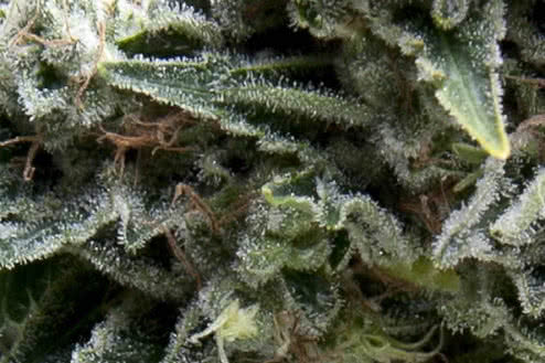Auto New York City (Auto NYCD) weed seeds fem sold cheap by Pyramid Seeds