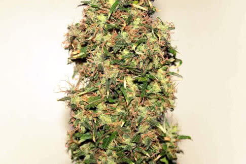 Original Afghani #1, classic landrace indica strain from the 70s