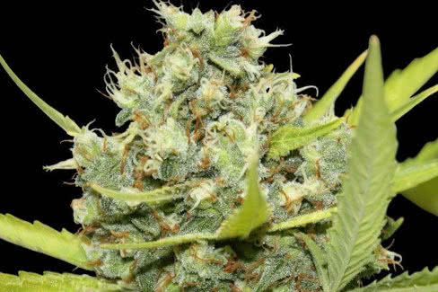 pineapple chunk, heavy yielding and easy-growing cannabis strain