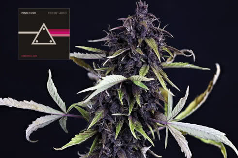 Pink Kush CBD Auto, medical cannabis high-CBD strain that automatically blooms