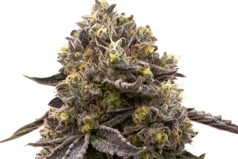 Purple Gelato, exotic purple strain of cannabis