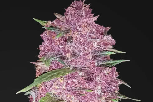 Purple Lemonade Auto, incredibly sweet and purple autoflower marijuana strain