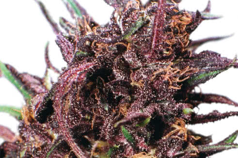 Purple #1, classic original purple weed strain