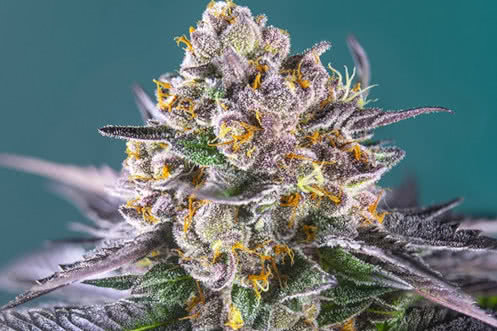 Red Strawberry Banana Auto, Sweet Seeds' new fast-flowering auto strain of weed