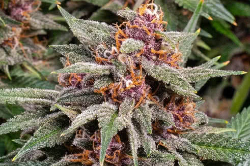 Runtz Auto, heavy yielding autoflower exotic purple strain