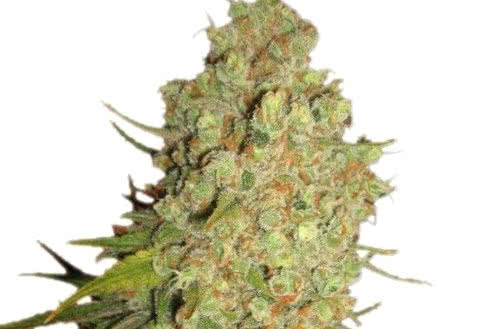 Special Kush #1 fem, the cheapest seeds from Royal Queen Seeds