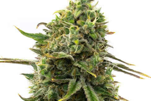 strawberry cough by homegrown, an easy to grow strain for beginners