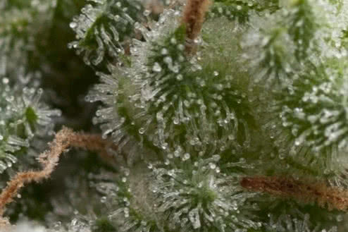 Auto Super Hash marijuana seeds, affordable autoflower strain by Pyramid Seeds