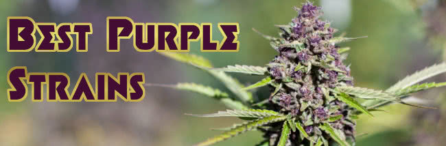 top best purple strains list cannabis seeds
