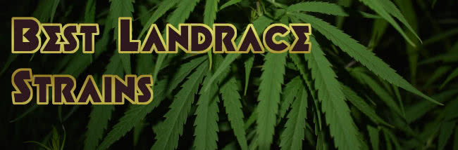 top best landrace strains cannabis seeds list