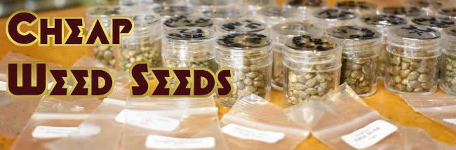 Cheap Marijuana Seeds For Sale, USA Shipping