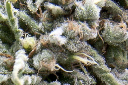 White Widow auto fem seeds, the best selling cheap auto seeds from Pyramid Seeds on sale