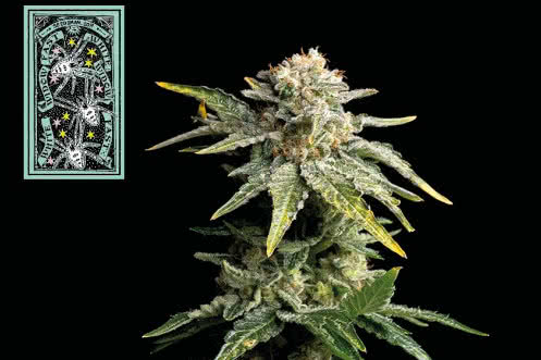 White Widow Fast, Seedsman's best-selling rapid-blooming cannabis strain
