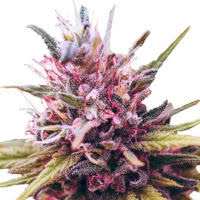 Strain of the Month May 2022 - Mold Resistant Strains
