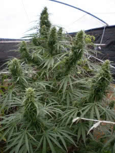 malawi gold cannabis strain outdoor mold resistant