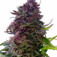 Strain of the Month June 2022 - Mold Resistant Strains
