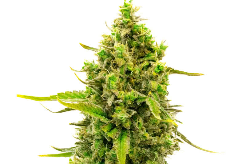 20 Best High-CBD Strains of Medical Cannabis