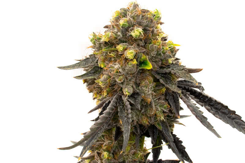 20 Best Exotic Hybrid Marijuana Strains to Grow