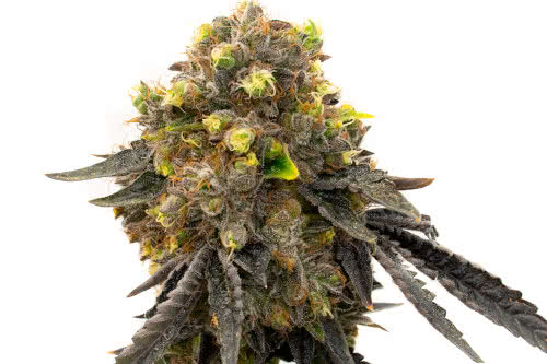 Bruce Banner Fast Version weed strain hybrid exotic Homegrown