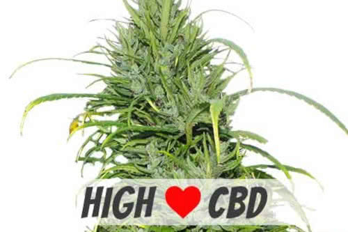 Carma CBD medical weed marijuana seeds