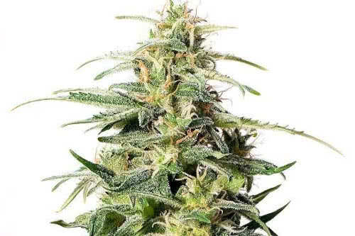 CBD Fire Kush 30:1 Medicinal Marijuana Strain Fem Seeds