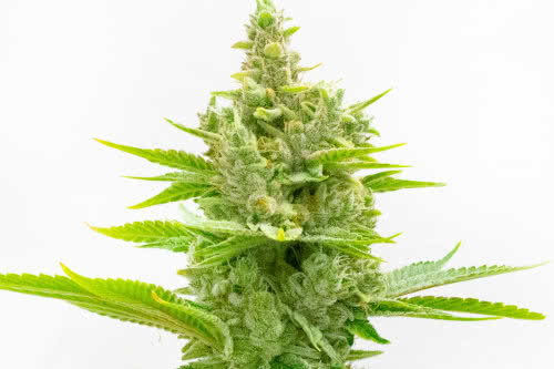 CBD Ratio 30:1 medical marijuana strain seeds