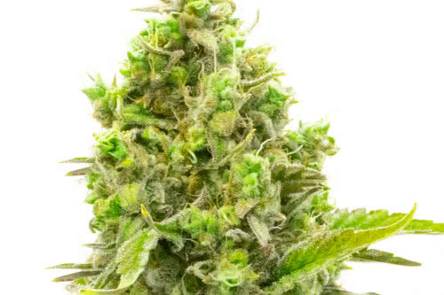 CBD White Widow 10:1 medical high-CBD cannabis seeds