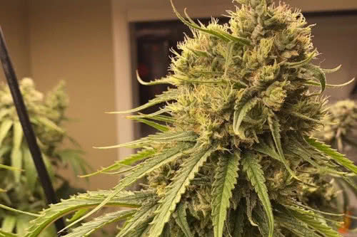 Cream & Cheese CBD 1:1 Medical Cannabis Feminized CBD Seeds