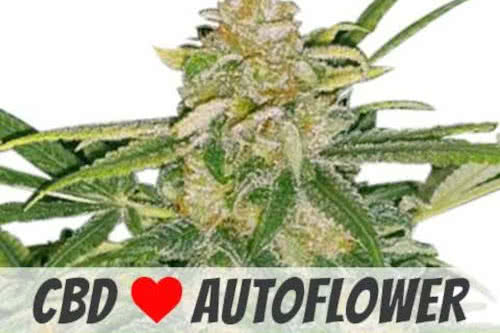 Critical Mass CBD Auto medical cannabis strain seeds