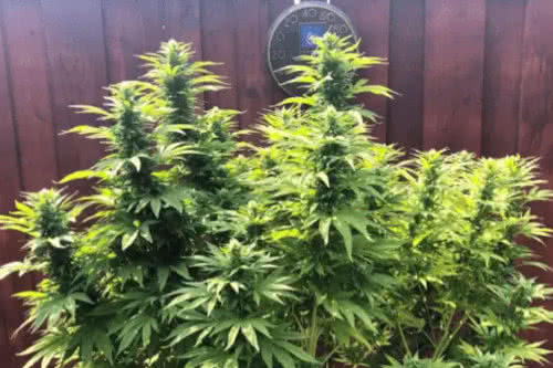 Gorilla Glue #4 Autoflower Cannabis Seeds USA