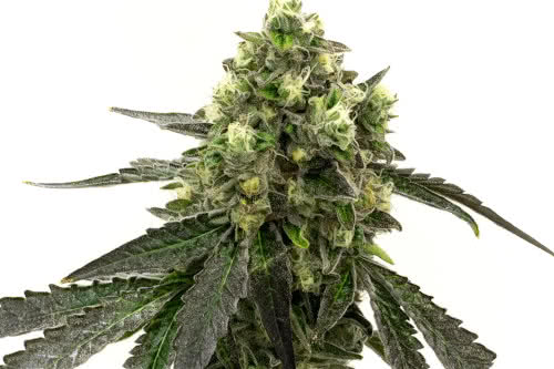 Girl Scout Cookies Exotic Seeds Auto Strain