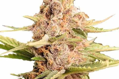 Girl Scout Cookies Extreme Marijuana Strain Hybrid Exotic Fem Seeds