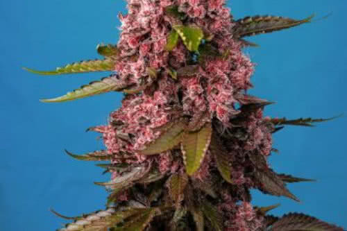 Red Hot Cookies Exotic Hybrid Marijuana Strain Seeds