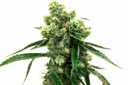 Runtz marijuana US strain seeds