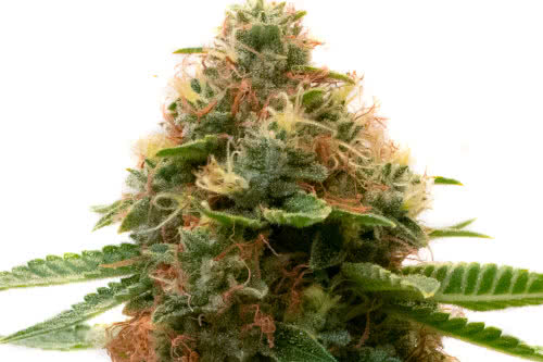 Shishkaberry Kush exotic hybrid weed strain