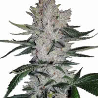 Strain of the Month August 2022 - Mold Resistant Strains