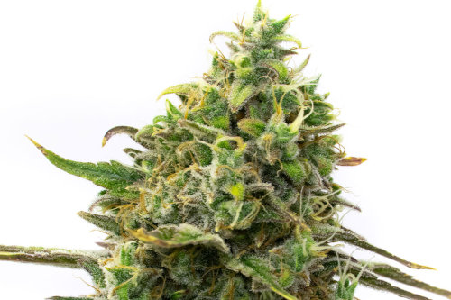 Strawberry Cough American weed strain seeds