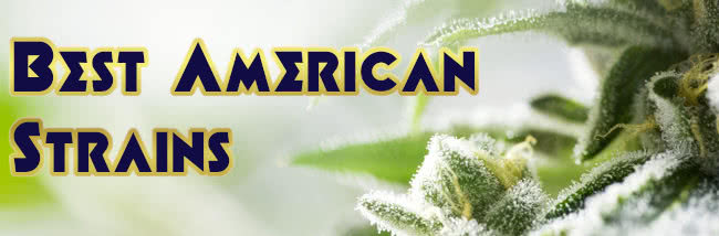 20 Best American Weed Strains List Top