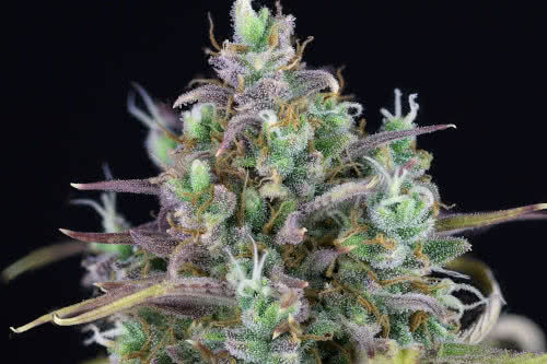 Zkittlez Auto Fem Hybrid Exotic Cannabis Strain Seeds