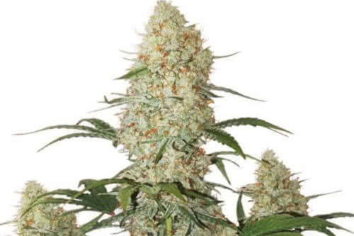 Auto Critical Orange Punch, top yield harvest weight autoflower plant weed seeds