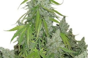 20 Highest Yielding Strains to Grow Indoors or Outdoors 2023 - Mold ...