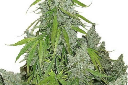 Auto Ultimate #1, the highest yielding autoflower strain indoors marijuana seeds
