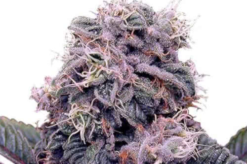 Blackberry Kush Marijuana Strain Seeds