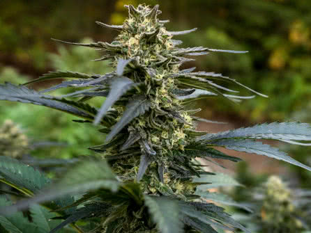 Blue Widow, mold and mildew resistant hybrid marijuana strain outdoors
