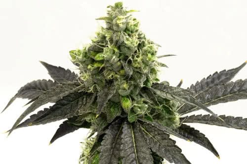 Blueberry Auto Cannabis Strain Low Profile Small Plant