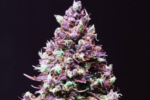 Cream Caramel Auto strain that stays short indoors weed seeds