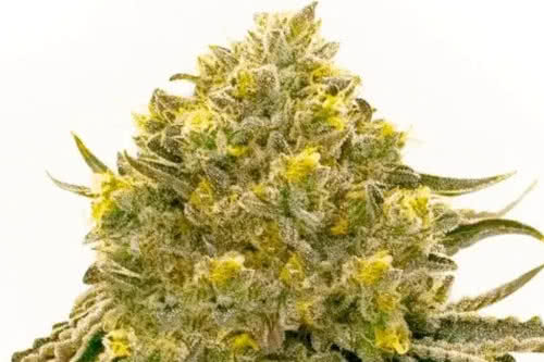 Critical 2.0, extreme high-yield weed strain for indoor growing
