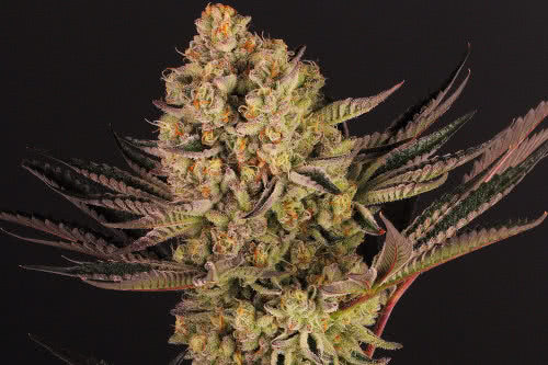 Do-Si-Dos 33, one of the best high yielding weed strain to grow indoors